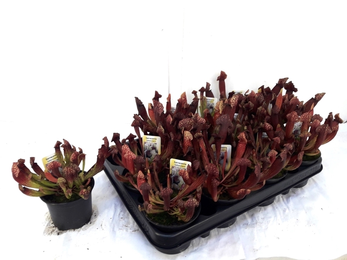 <h4>SARRACENIA OV</h4>