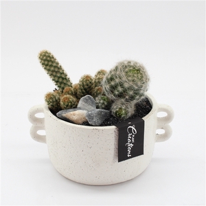 CTCR-2545 Cactus Essentials