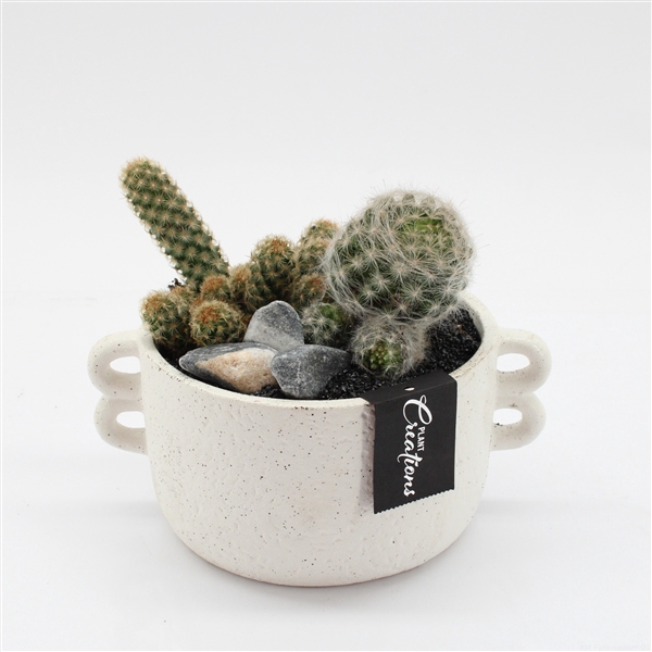 <h4>CTCR-2545 Cactus Essentials</h4>