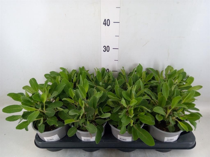 <h4>Salvia officinalis</h4>