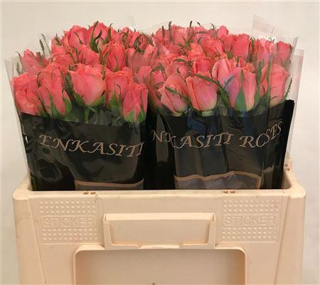 <h4>R Gr Ace Pink</h4>