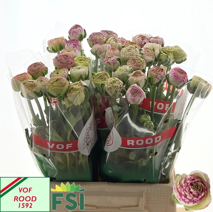 <h4>RAN AAZUR PI STRIPE</h4>