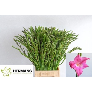 Glad Kl Charm Hermans