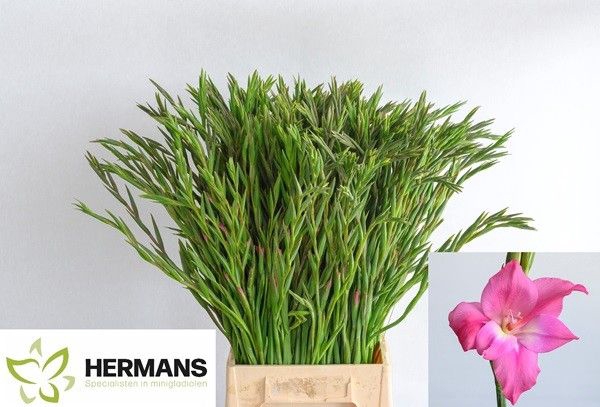 <h4>Glad Kl Charm Hermans</h4>