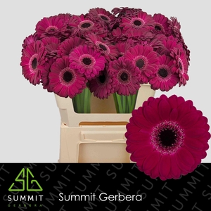 Gerbera MI 'Platini'