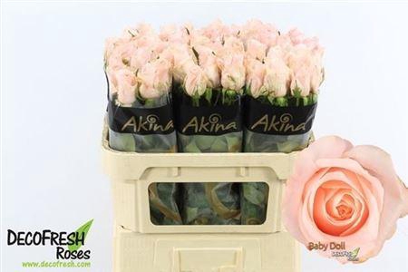 <h4>Rosa Baby Doll</h4>