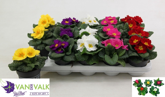 PRIM ACAULIS GEMENGD