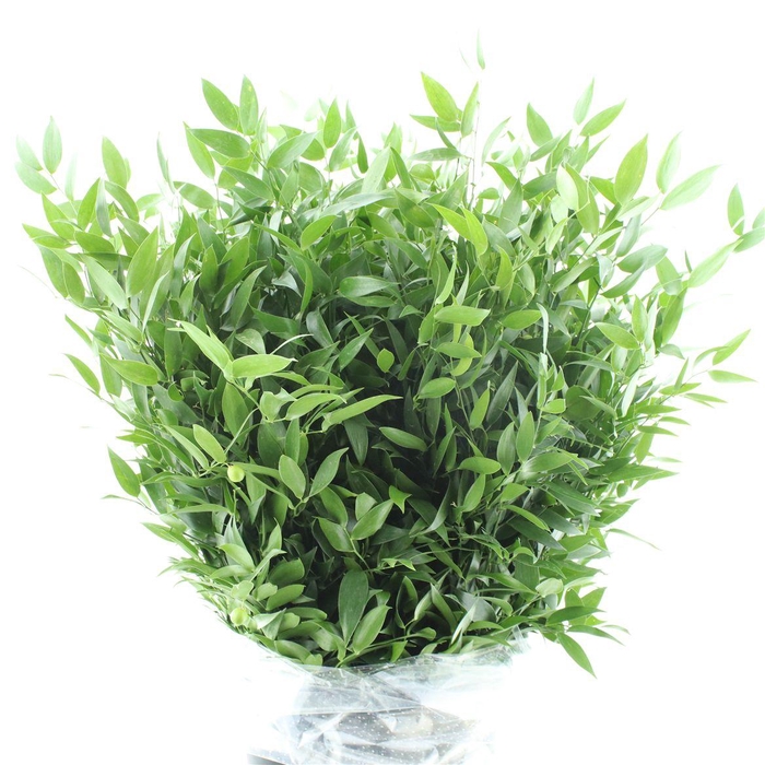 <h4>Ruscus Soft Short 200gram</h4>