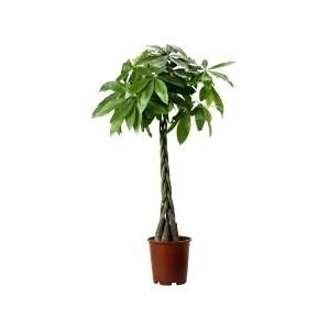 Pachira aquatica
