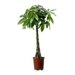 <h4>Pachira aquatica</h4>