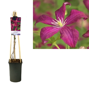 Clematis vit. 'Madame Julia Correvon' +light label