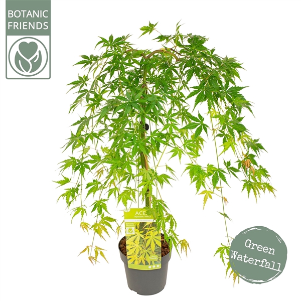 <h4>Acer palm. 'Cascade Emerald' ®</h4>