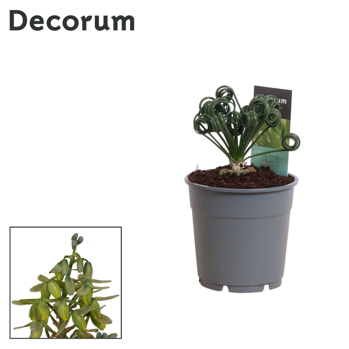 <h4>Albuca spirals Frizzle Sizzle</h4>