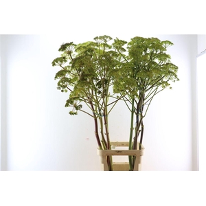 Ferule Seed 150cm P Stem