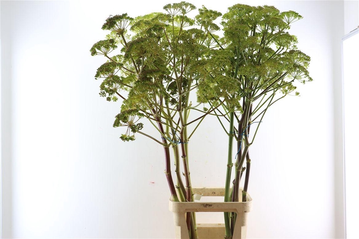 <h4>Ferule Seed 150cm P Stem</h4>