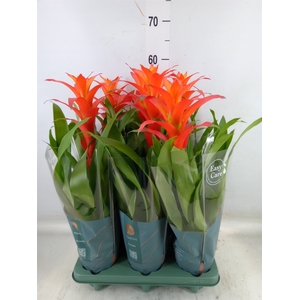 Guzmania  'Suerte Orange'
