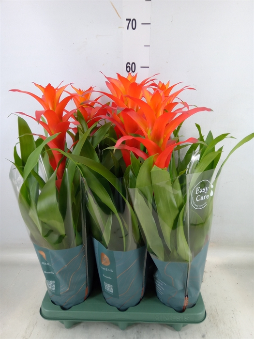 <h4>Guzmania  'Suerte Orange'</h4>
