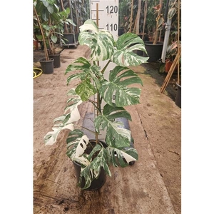 Monstera deliciosa 'Variegata'