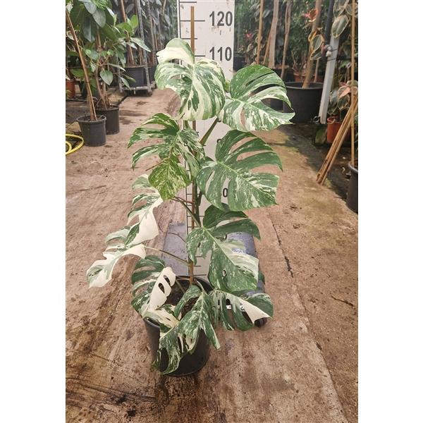 <h4>Monstera deliciosa 'Variegata'</h4>