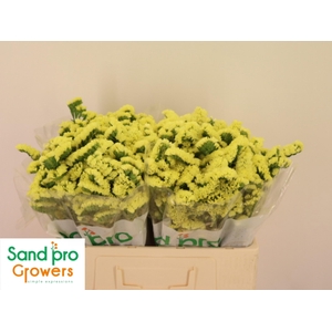 LIM S SIN MAX YELLOW