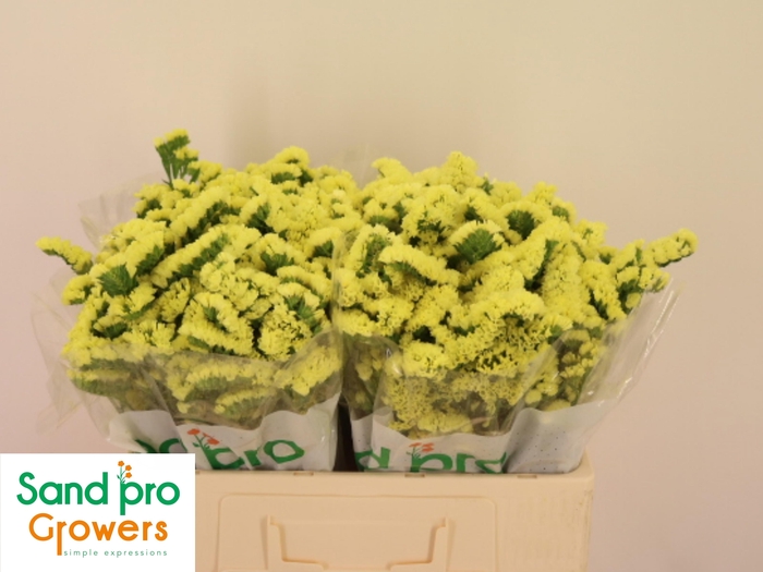 <h4>LIM S SIN MAX YELLOW</h4>