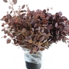 Euca Populus Berries Abs Red Long 300gr