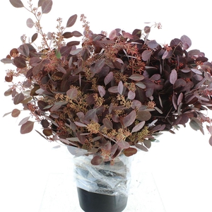 Euca Populus Berries Abs Red Long 300gr