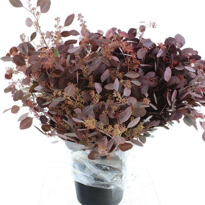 Euca Populus Berries Abs Red Long 300gr