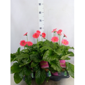 Gerbera  'Garvinea Sweet Heart'