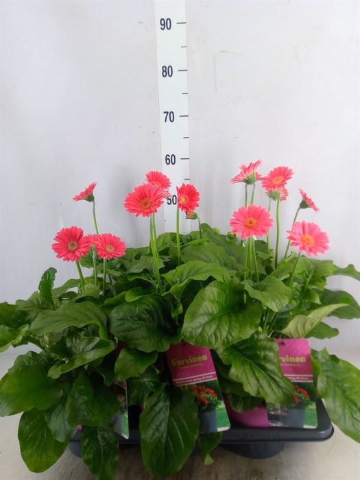 <h4>Gerbera  'Garvinea Sweet Heart'</h4>