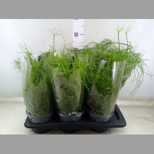 Rhipsalis baccifera 'Oasis'