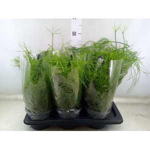Rhipsalis baccifera 'Oasis'