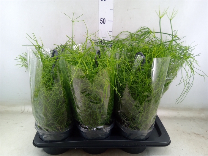 <h4>Rhipsalis baccifera 'Oasis'</h4>