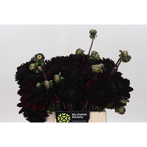 DAHLIA BLACK DESTINY*