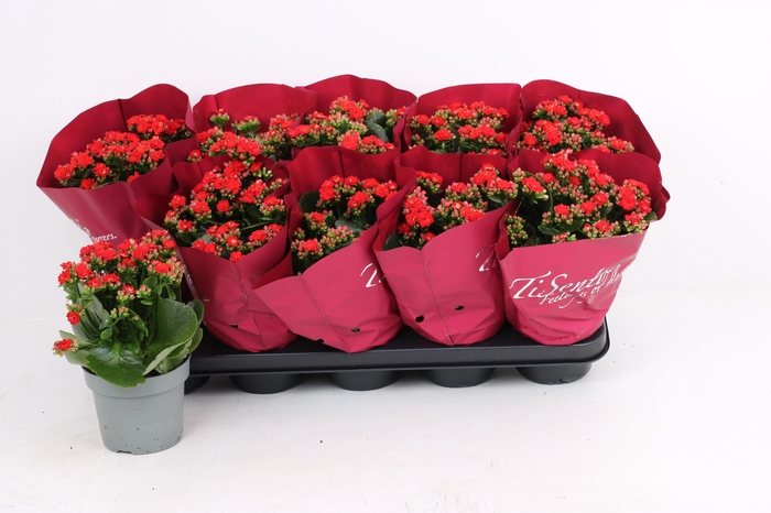 <h4>KAL GE RF NOELLE</h4>