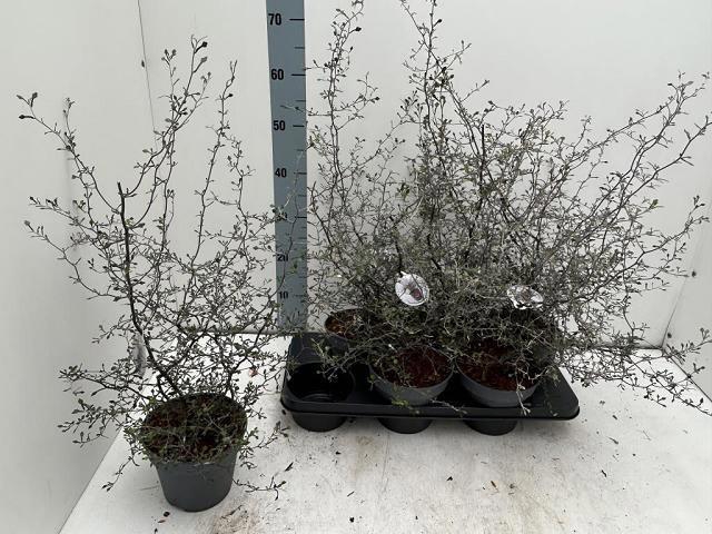 <h4>COROKIA COTONEASTER</h4>