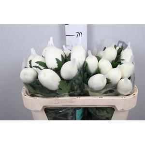 Chr G Vienna White