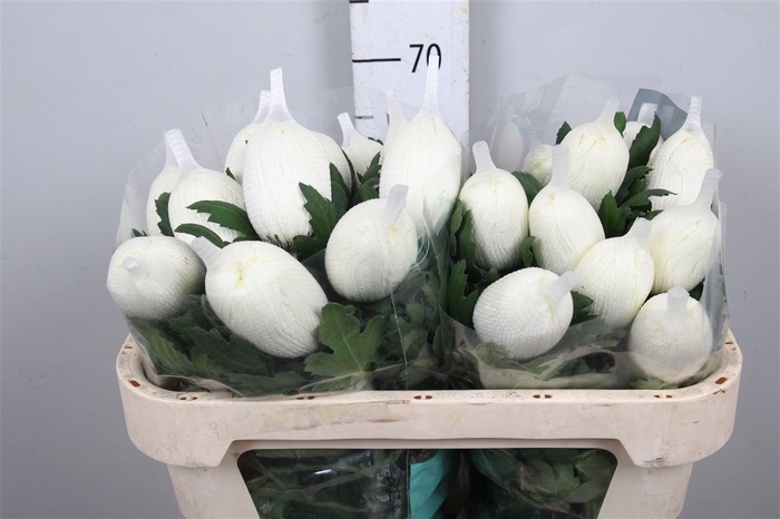 <h4>Chr G Vienna White</h4>