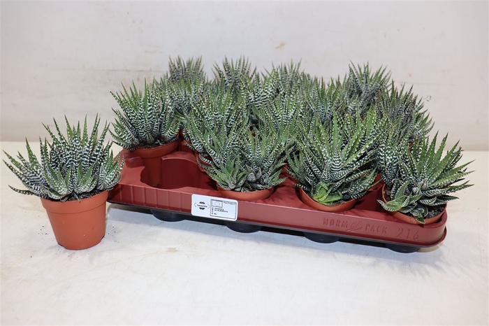 <h4>Haworthia F Big Band</h4>