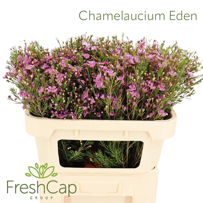 Chamelaucium Eden