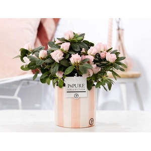 1st class Azalea pink in P&PURE Eline 2 ceramics pink