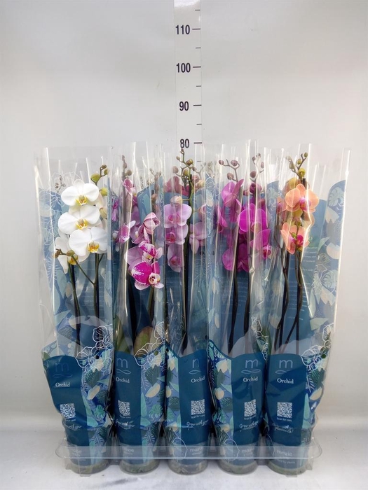 <h4>Phalaenopsis   ...mix  5</h4>