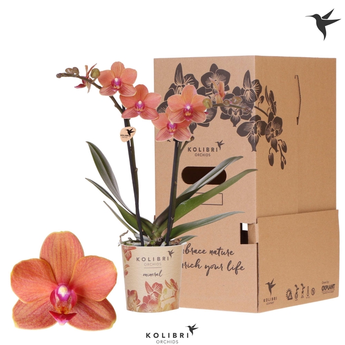 <h4>Kolibri Orchids Phalaenopsis Mineral Bolzano 2 spike</h4>