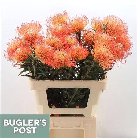 <h4>Leuco Co Succession</h4>