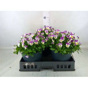 Viola corn. 'Evo Mini Pink Wing'