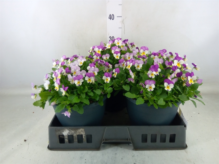 <h4>Viola corn. 'Evo Mini Pink Wing'</h4>