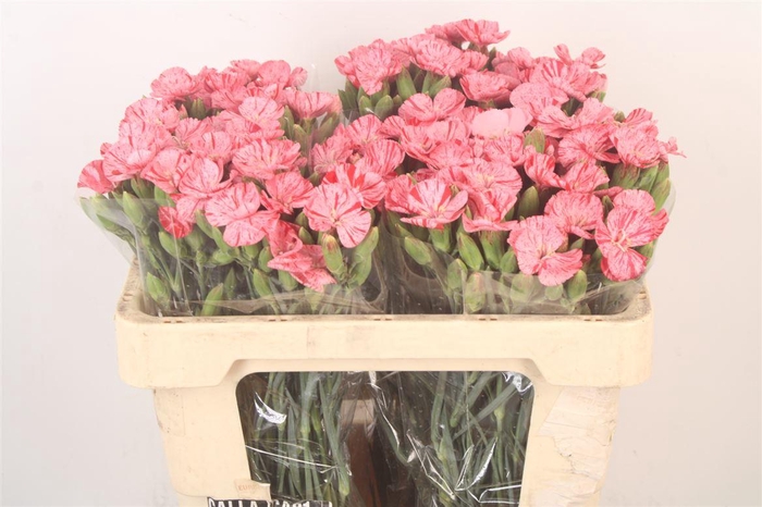 <h4>Di Symply Pink Stripe</h4>