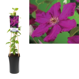 Clematis 'Ernest Markham' +light label