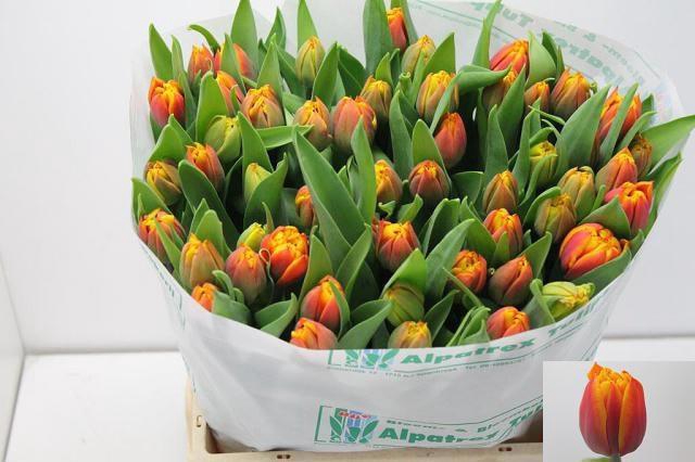 <h4>TU DU ATLAS</h4>