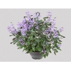 PLECTRANTHUS C21